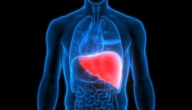 人体肝脏的渲染图