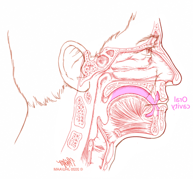 sagittal oral cavity illustration