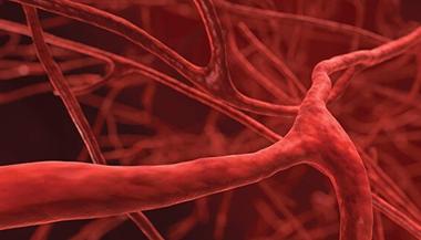 静脉和心血管系统的图像.