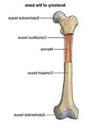 anatomy of the bone