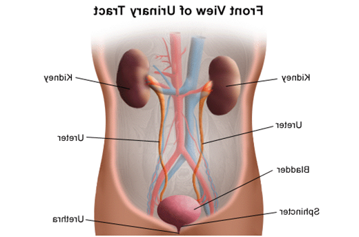 泌尿系统解剖示意图，正面图