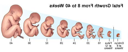 胎儿从8周到40周的生长情况.
