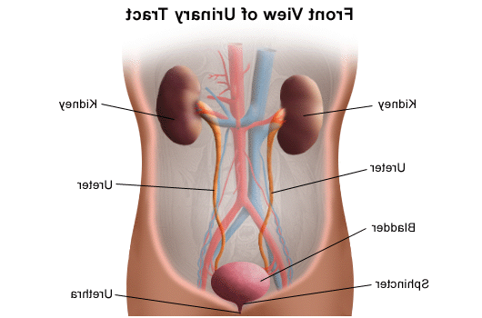 泌尿道正面图