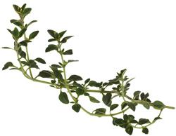 Sprig of thyme