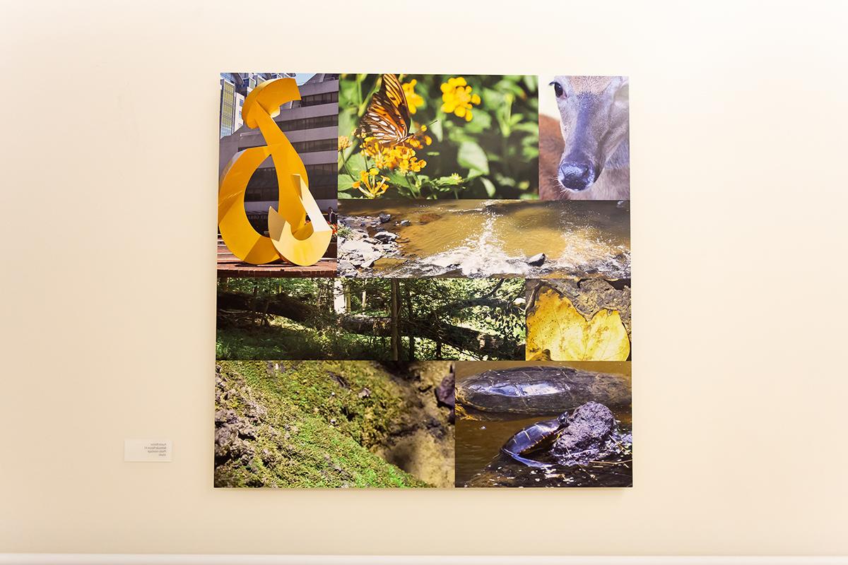 奥斯汀·布里斯托的摄影拼贴照片，标题为贝塞斯达自然. 这件艺术品展示了许多当地动植物的照片.