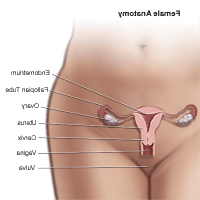 Anatomy of the female pelvic area